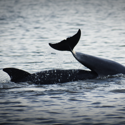 Dolphins